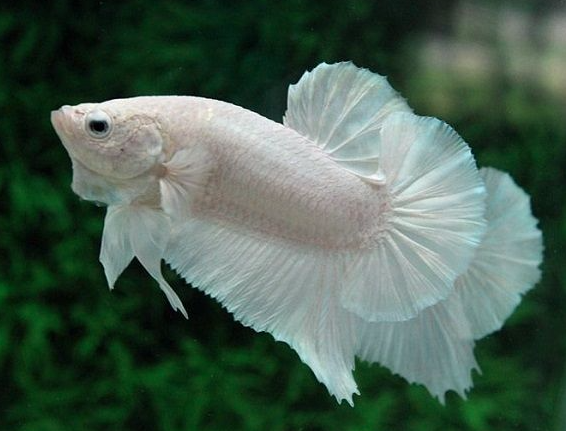 Cá Trắng Số Mấy? Mơ Thấy Cá Trắng Đánh Gì Trúng Lớn? Và Kết Nối Với Thế Giới HINATA78 Kubet Casino