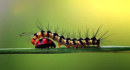 Con Sâu Số Mấy? Mơ Thấy Con Sâu Đánh Đề Bao Nhiêu Thắng Lớn Ku Casino?